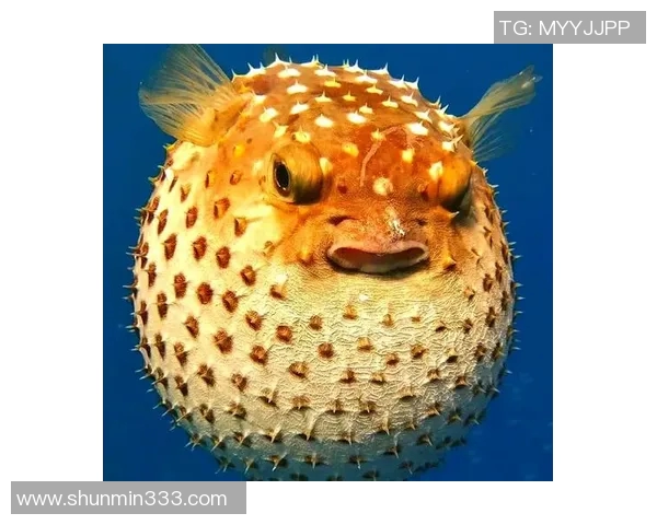 刺豚足球：探索这项独特运动背后的文化与激情